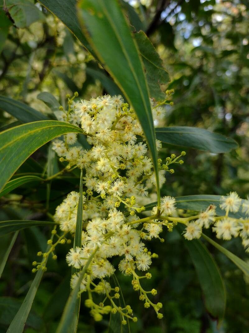 Acacia falcata flower