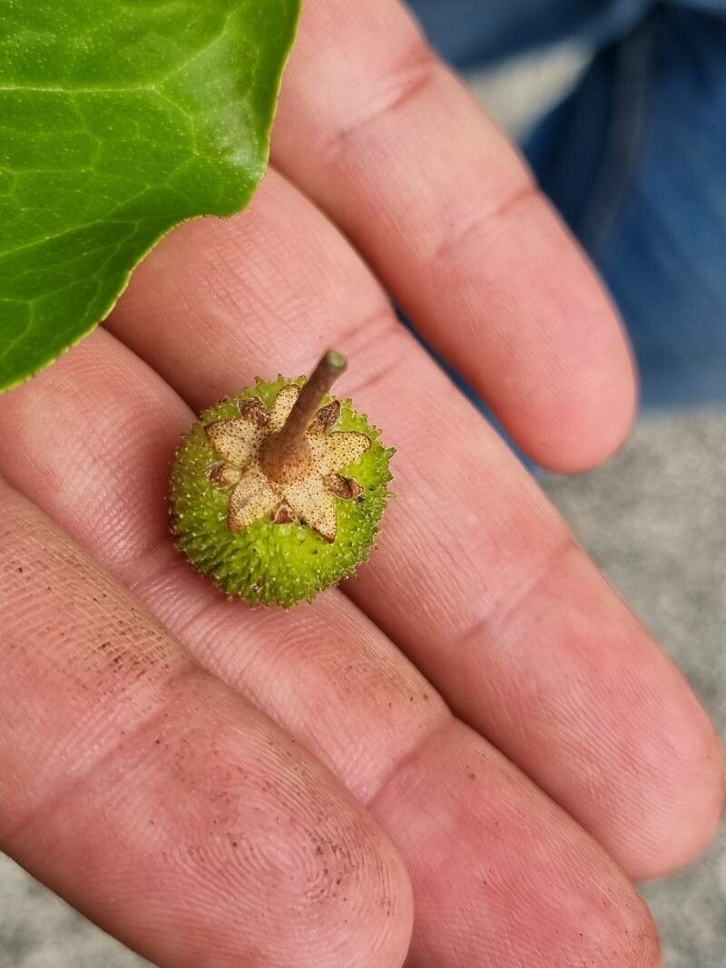 Croton arboreus fruit