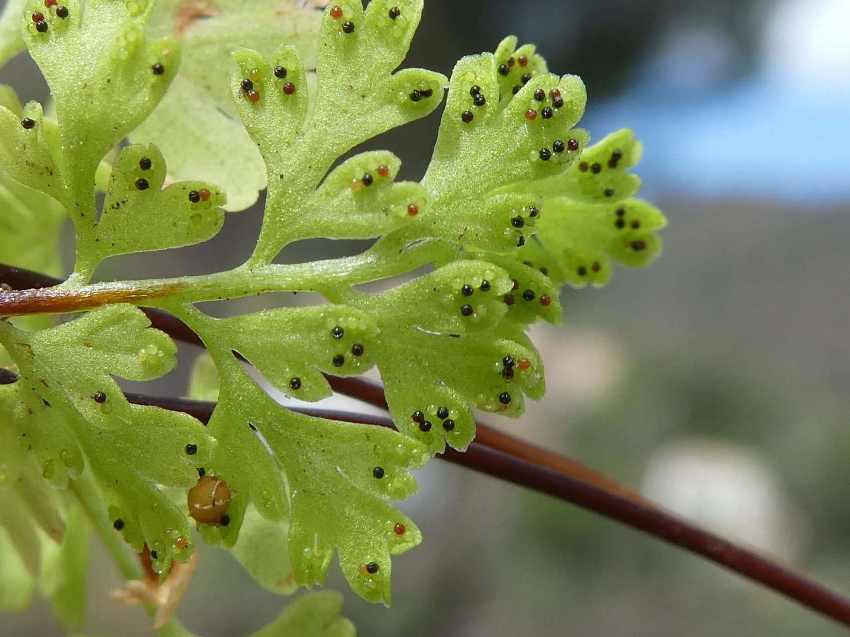 Anogramma leptophylla fruit