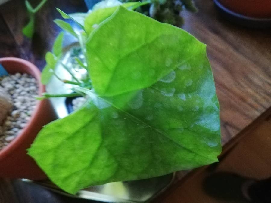 Gerrardanthus macrorhizus leaf