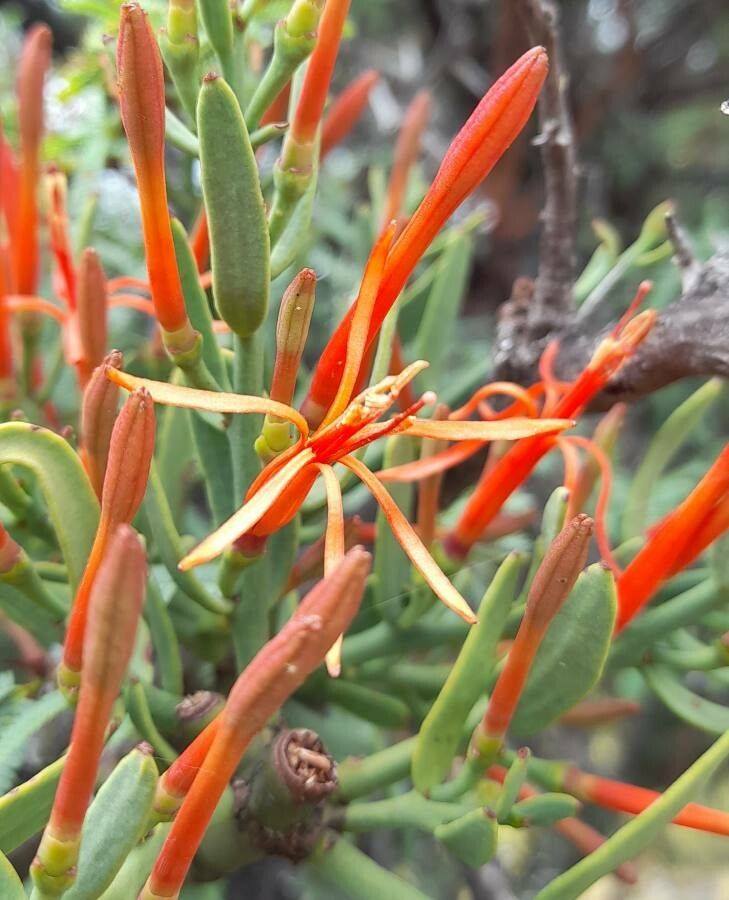 Ligaria cuneifolia flower