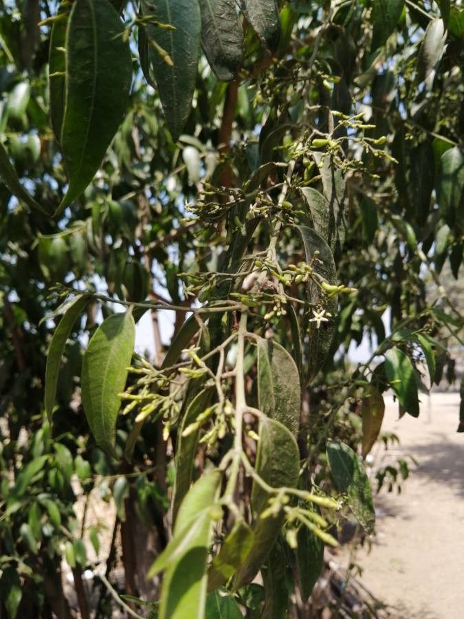 Vallesia glabra bark