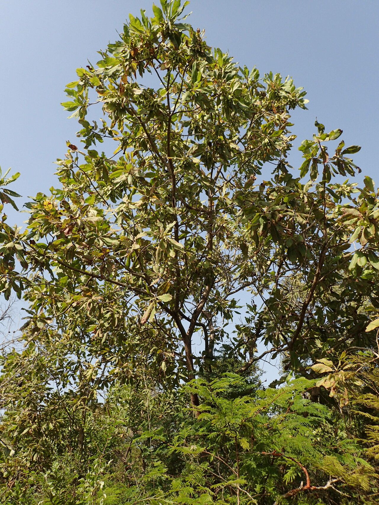 Terminalia laxiflora habit