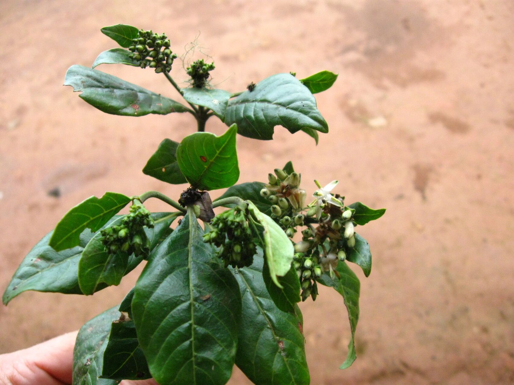 Pavetta hookeriana habit