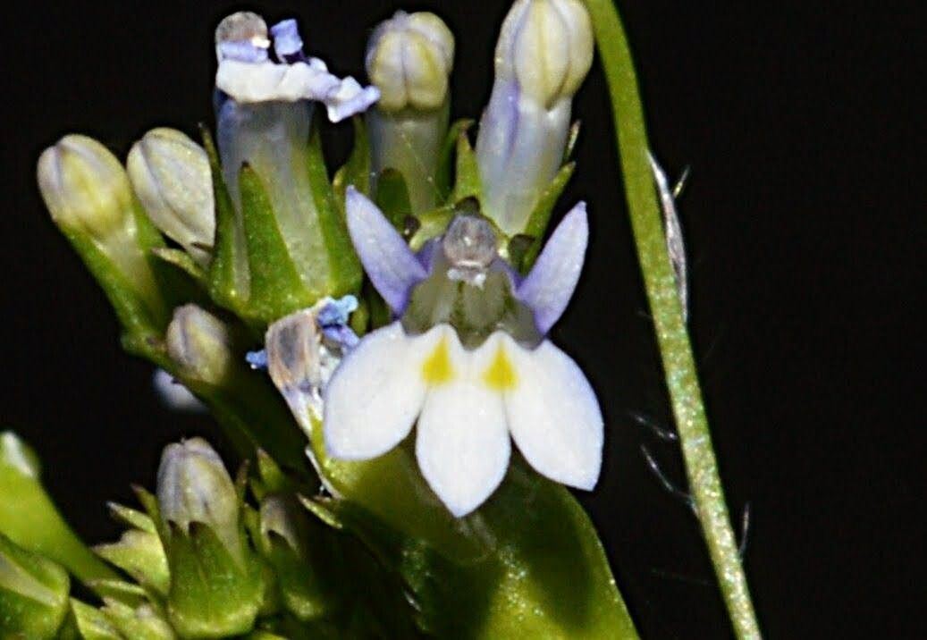 Lobelia cliffortiana flower