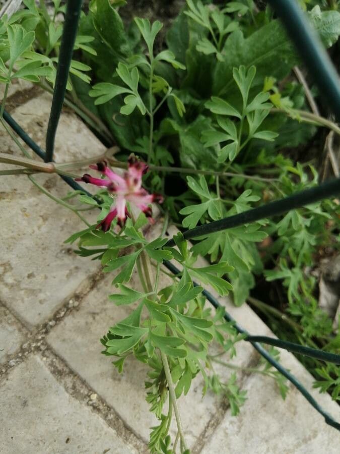 Fumaria agraria flower