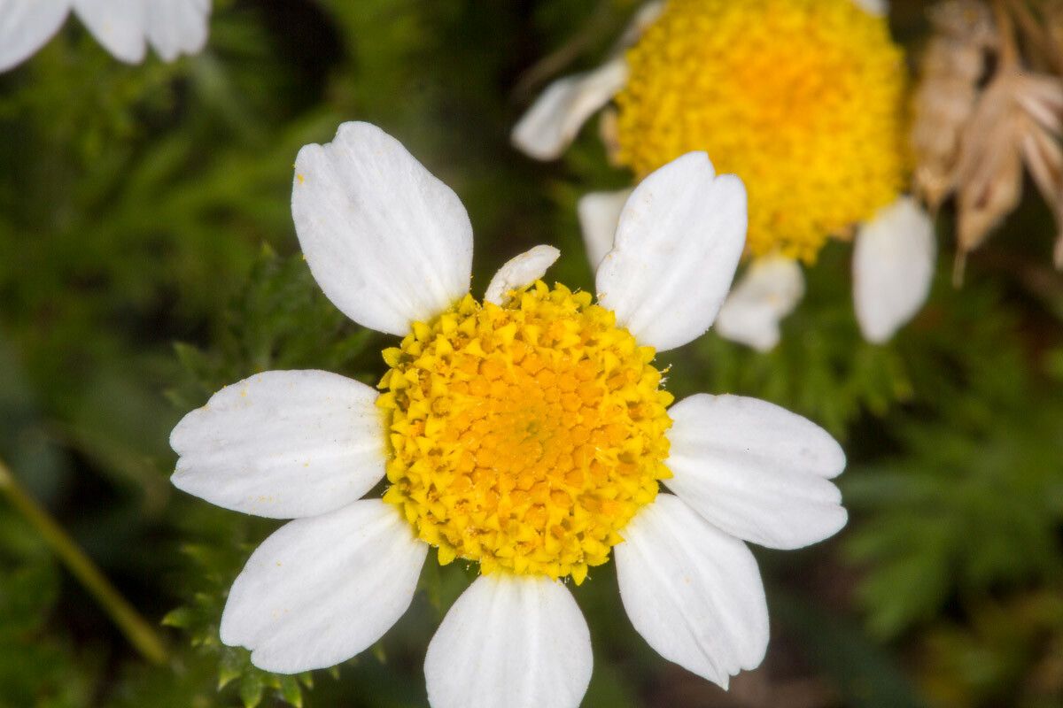 Anthemis secundiramea flower