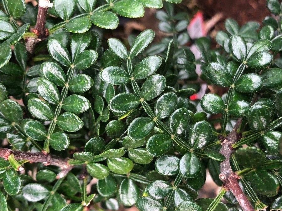 Zanthoxylum bungeanum — search result for 'Rutaceae'