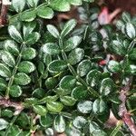 Zanthoxylum bungeanum