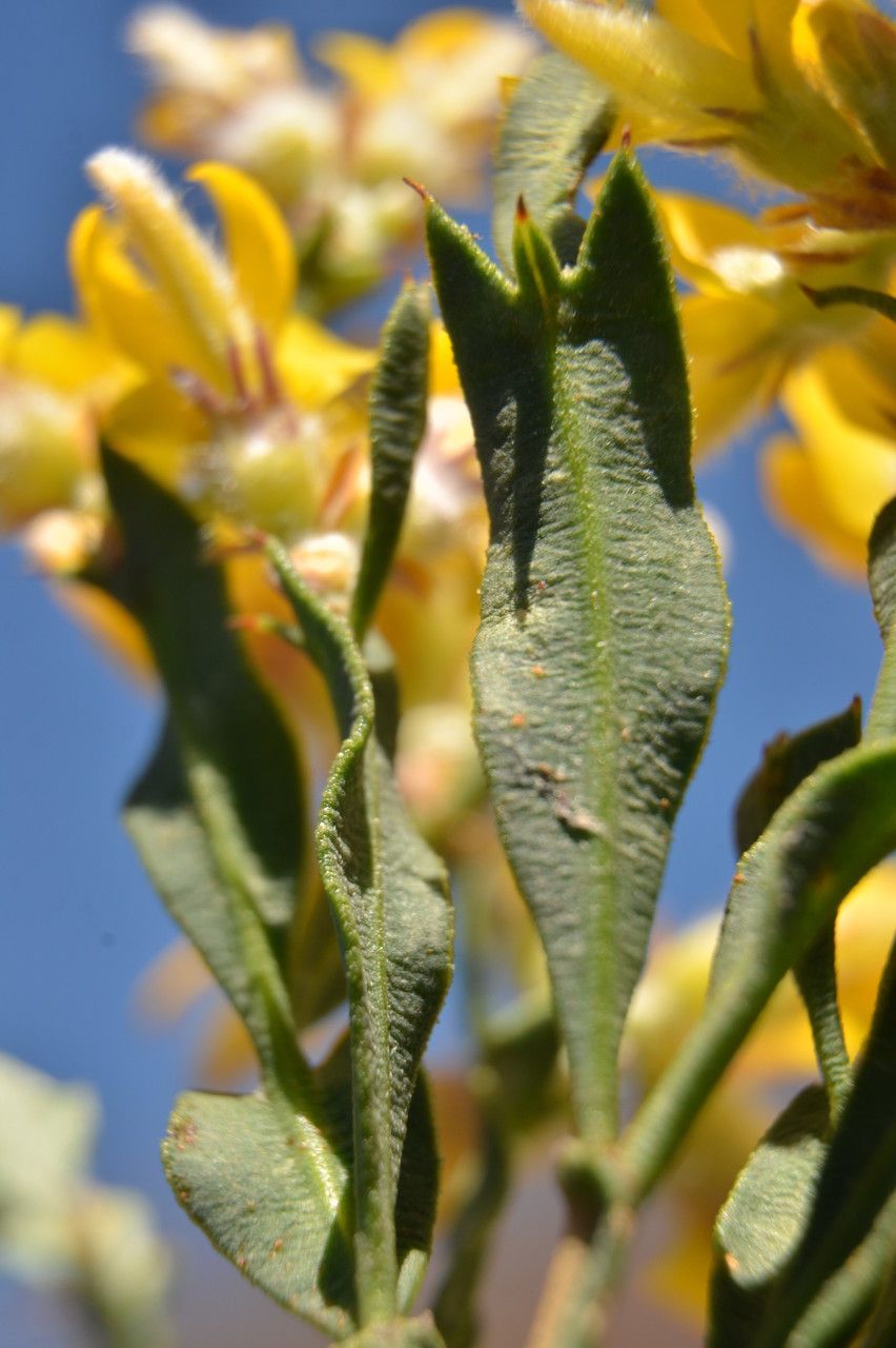 Genista tridentata — search result for 'Genista'