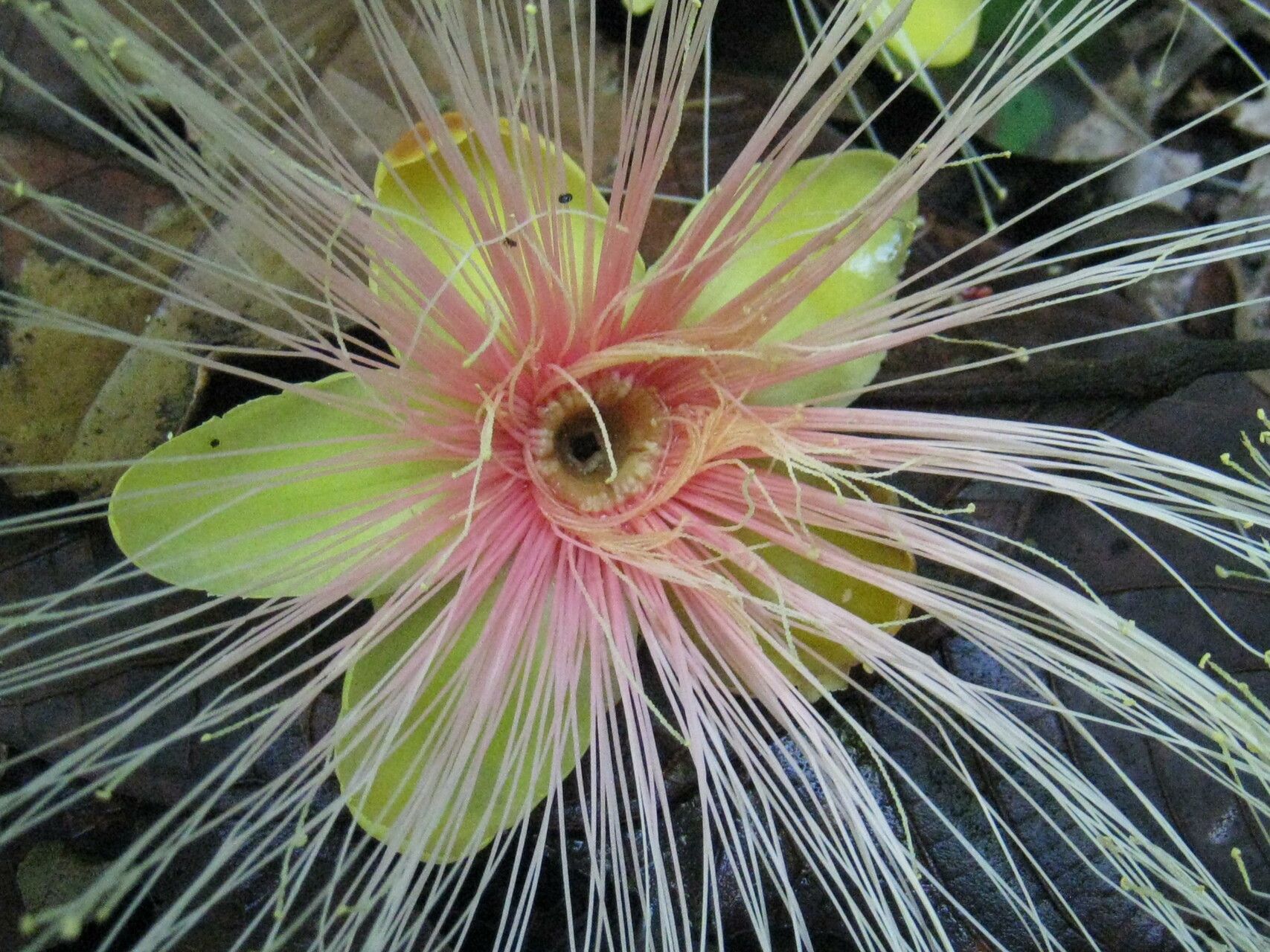 Caryocar glabrum flower