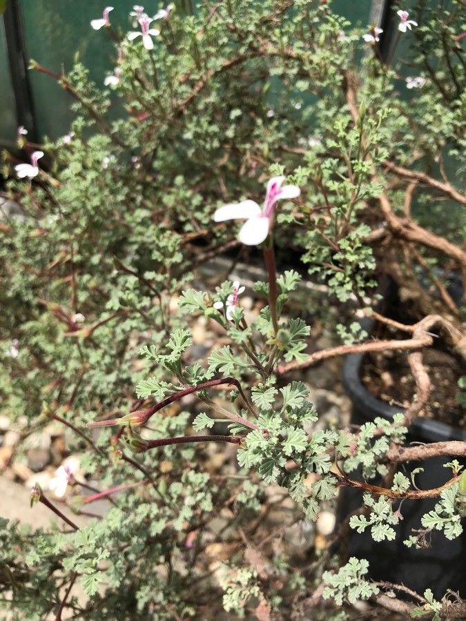 Pelargonium abrotanifolium habit
