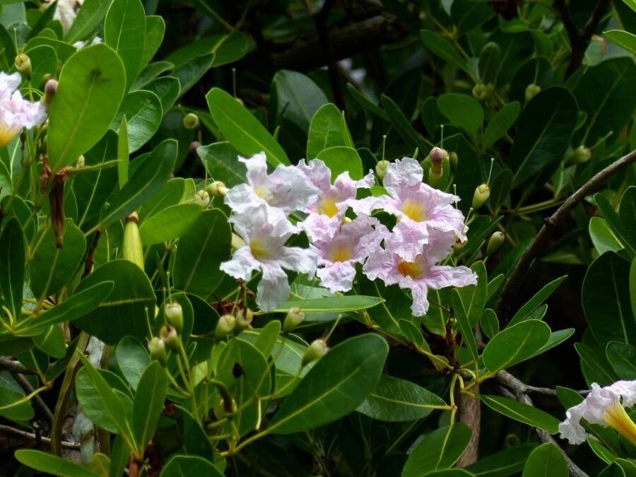 Tabebuia heterophylla flower