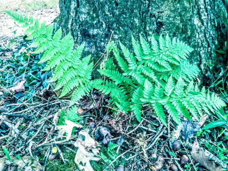 Gymnocarpium disjunctum — related species from the same genus