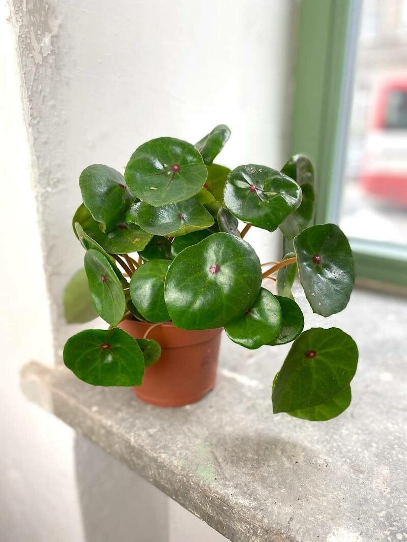 Begonia conchifolia leaf
