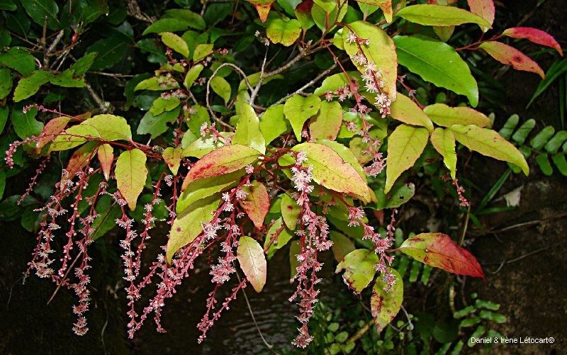 Homalium rivulare — houseplant care guide