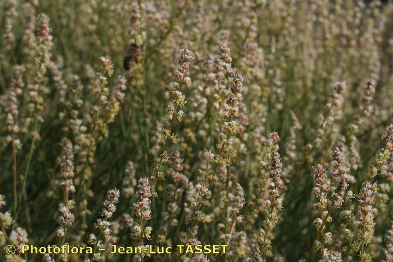 Reseda complicata flower