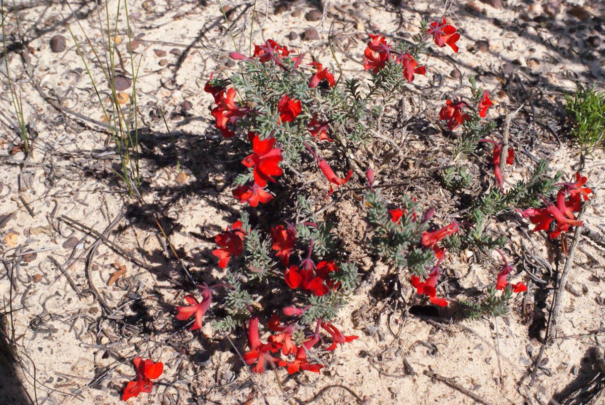 Lechenaultia hirsuta habit