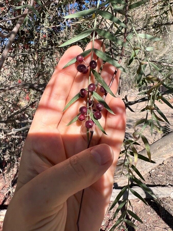Schinus areira fruit
