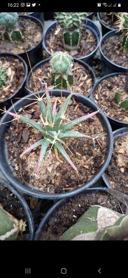 Leuchtenbergia principis bark