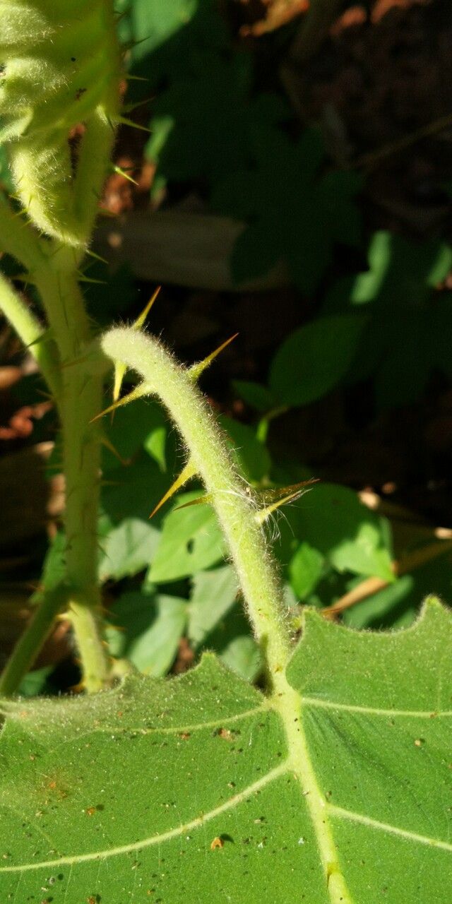 Solanum lasiocarpum bark