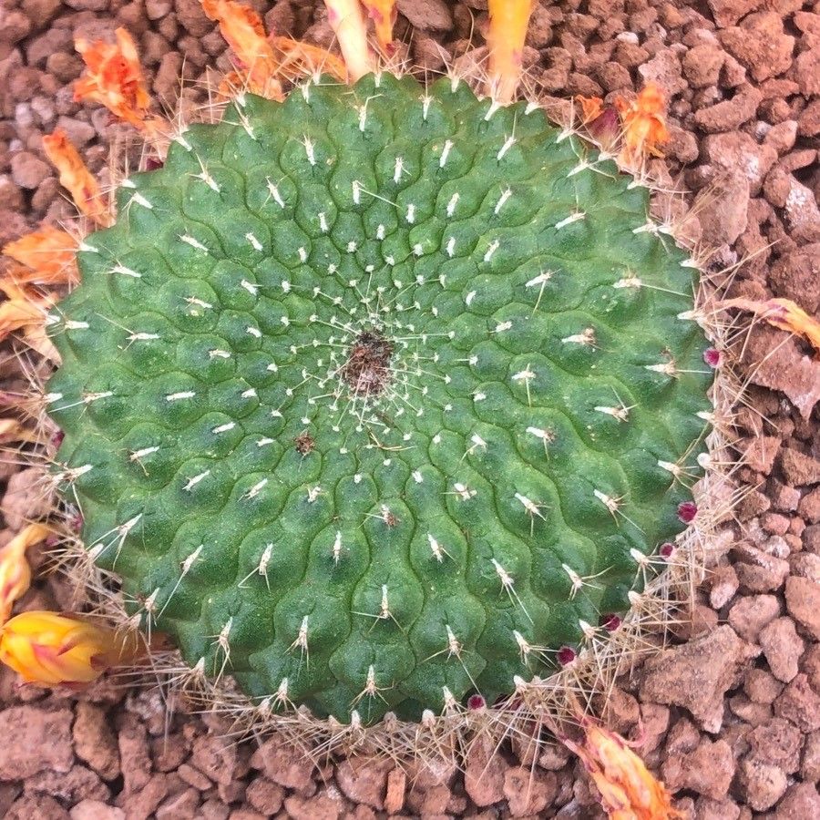 Rebutia minuscula — search result for 'Cactaceae'