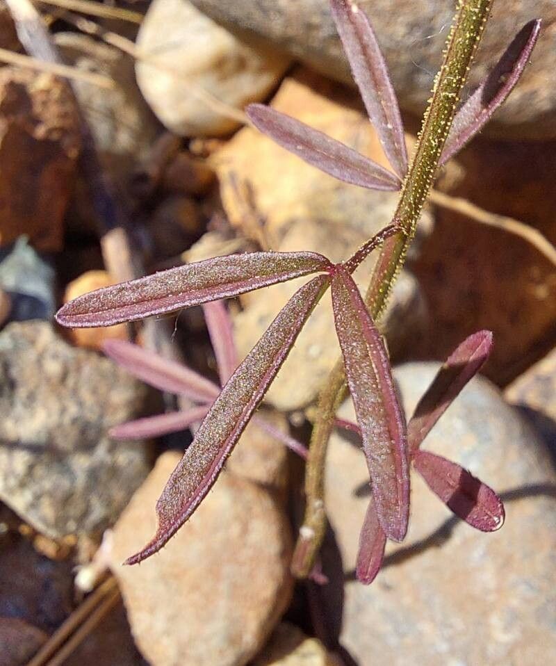 Cleome iberica leaf