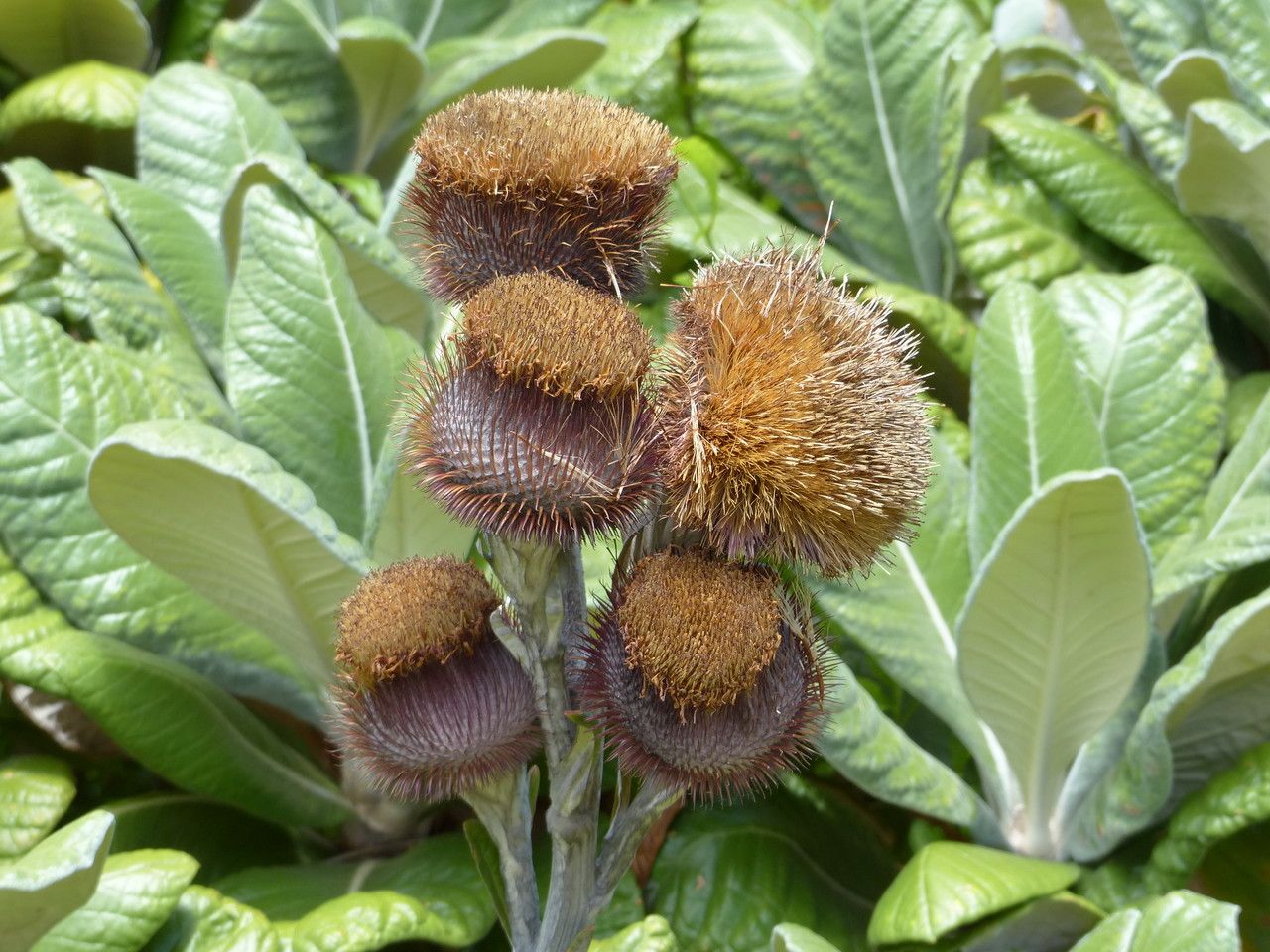 Oldenburgia grandis fruit