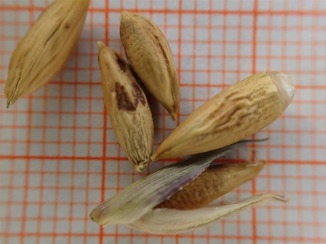 Pleioblastus distichus other