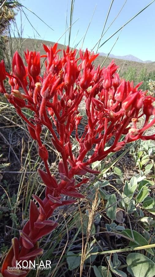 Prometheum sempervivoides leaf