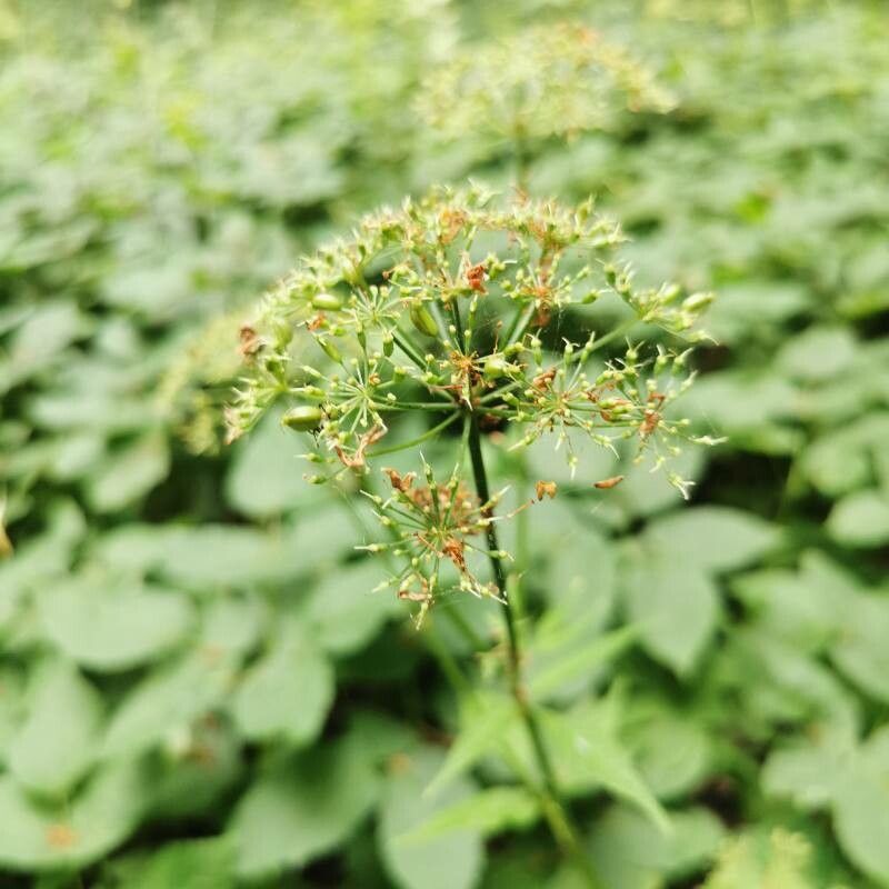 Cryptotaenia canadensis fruit