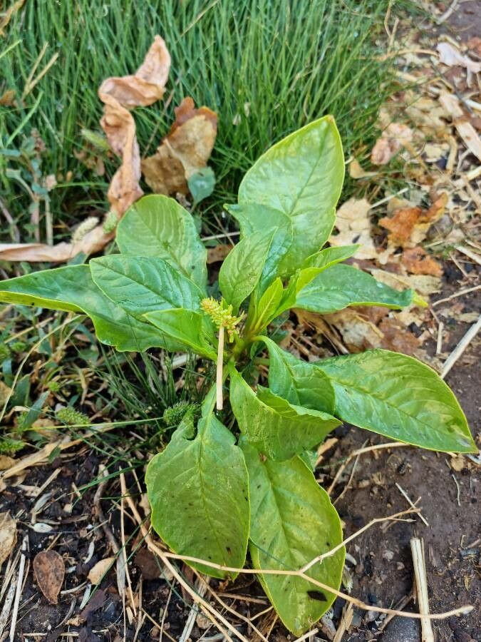 Phytolacca octandra — houseplant care guide