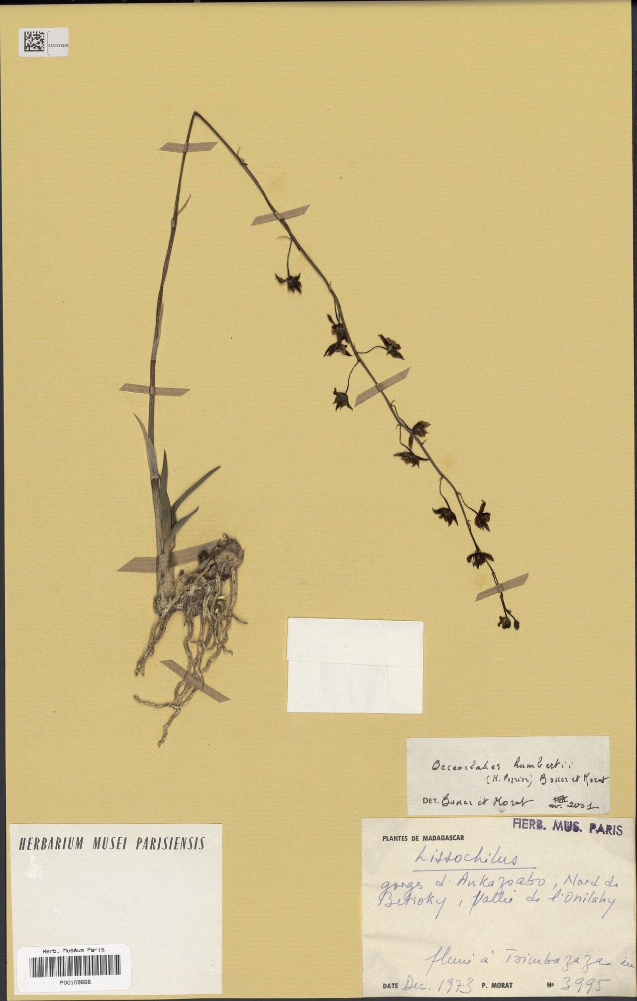 Eulophia humbertii — houseplant care guide