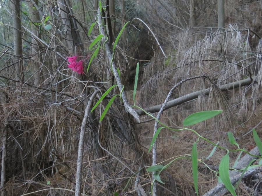 Bomarea salsilla habit
