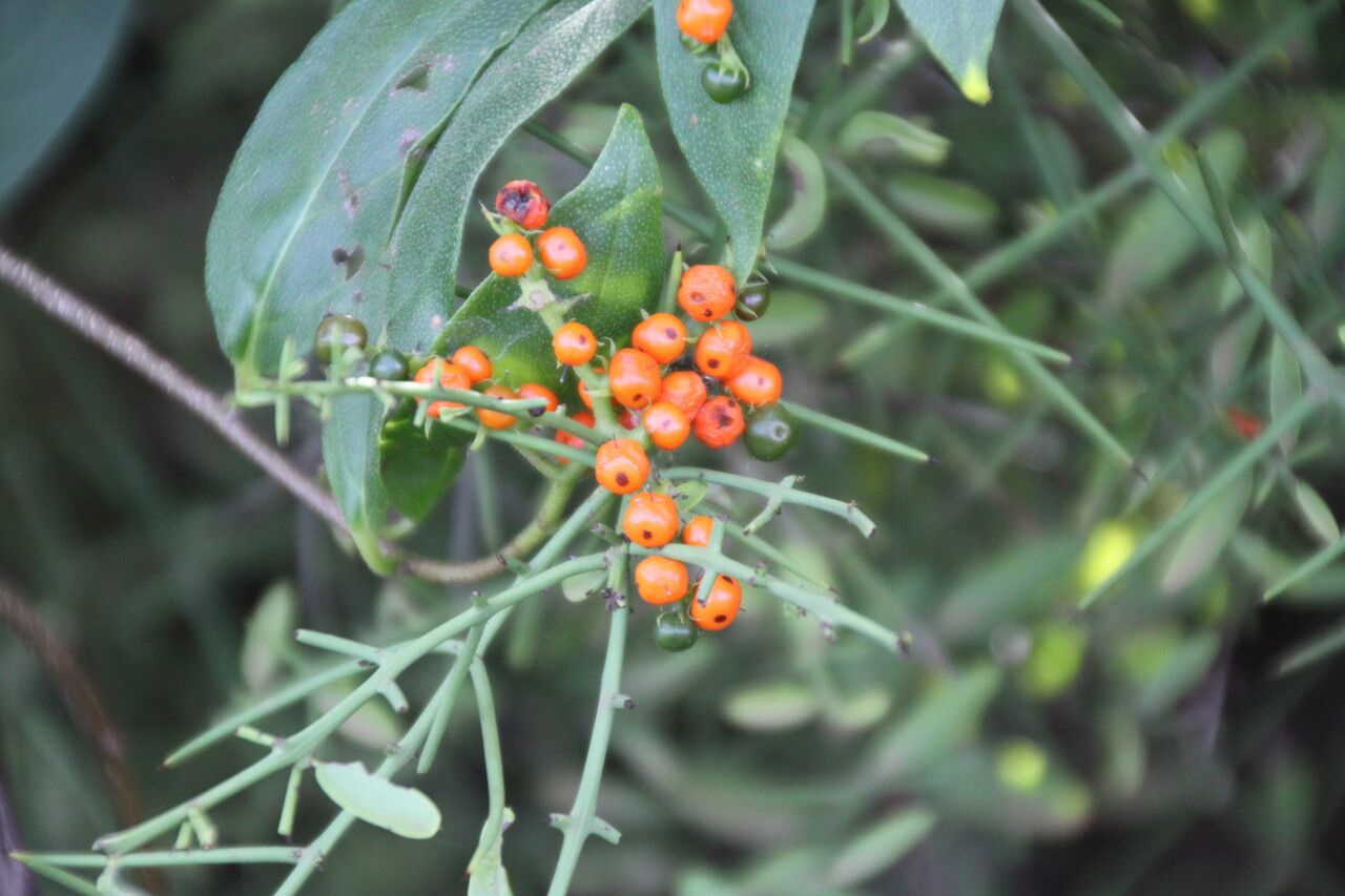 Scutia spicata fruit