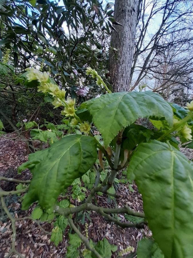 Acer tegmentosum flower