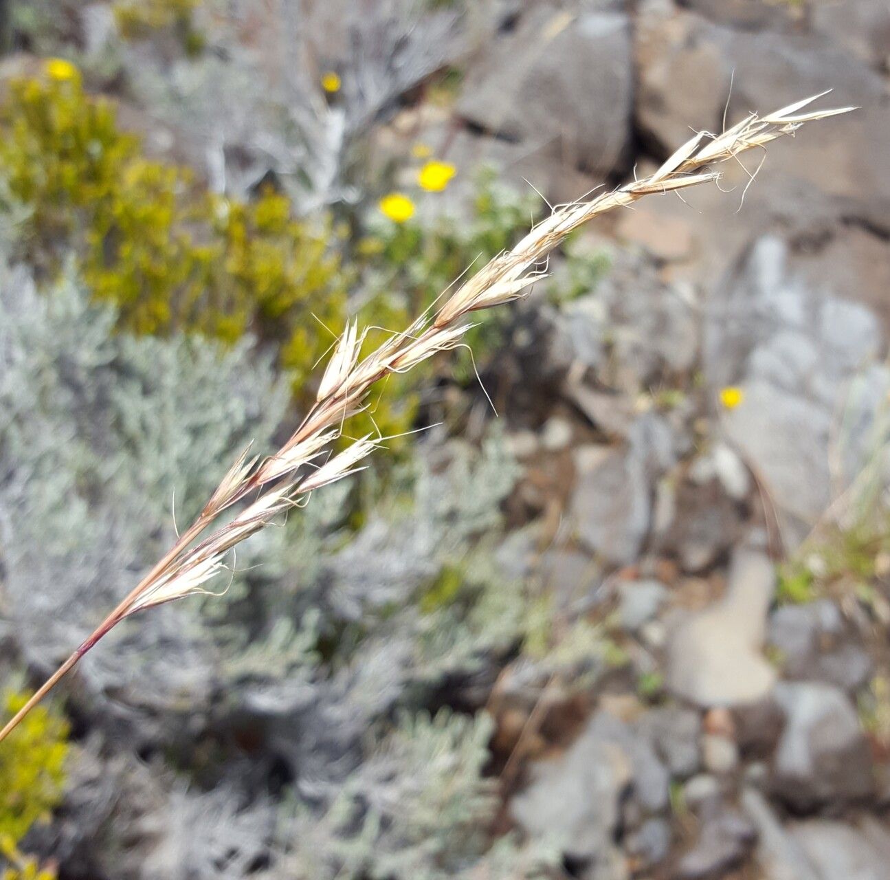 Helictotrichon bosseri — related species from the same genus