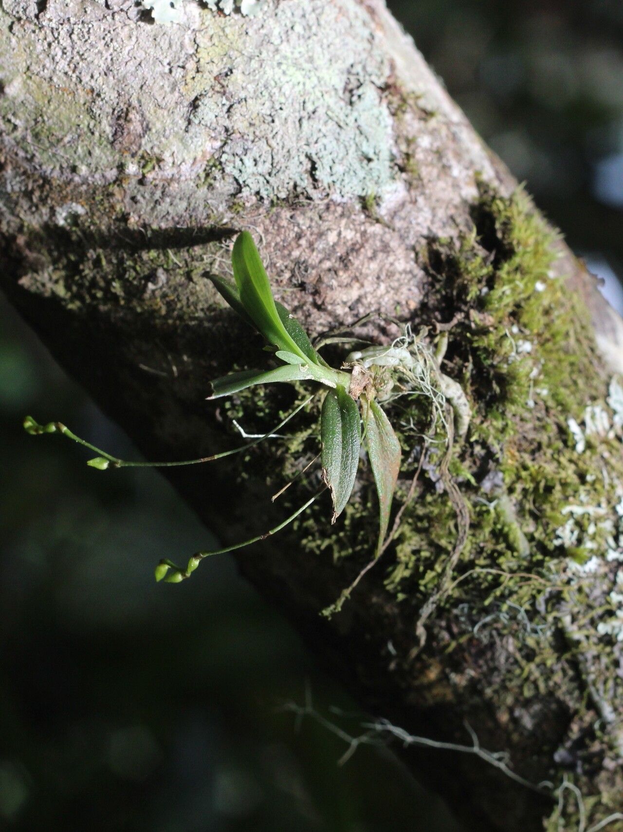 Angraecum sacciferum — houseplant care guide