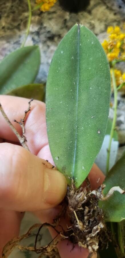 Oncidium cheirophorum