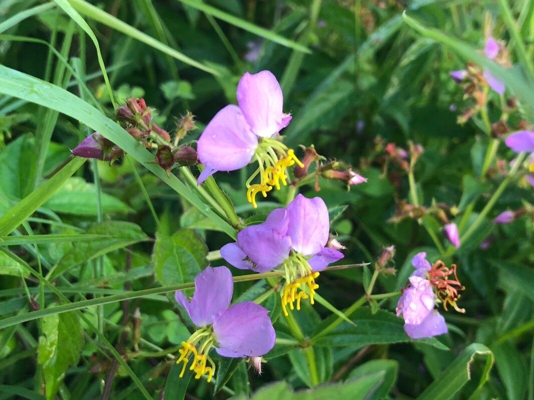 Rhexia virginica flower