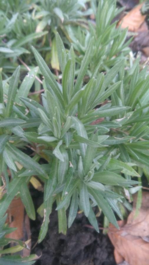 Xeranthemum annuum leaf