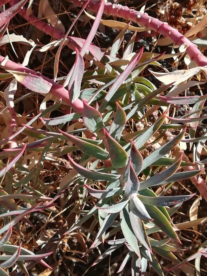 Euphorbia nevadensis — houseplant care guide