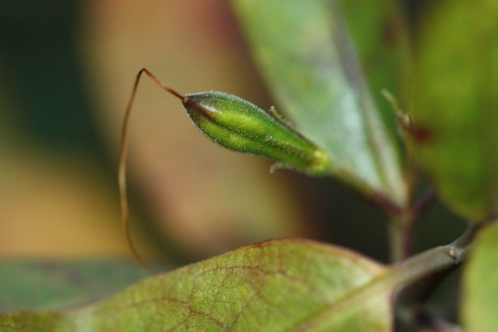 Graptophyllum macrostemon fruit