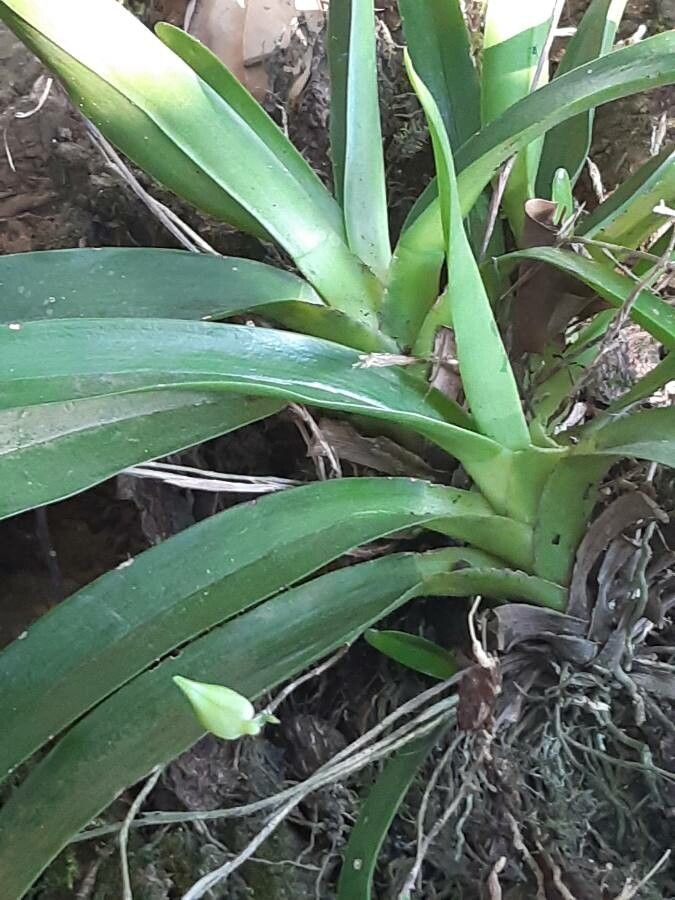 Aeranthes arachnites — houseplant care guide