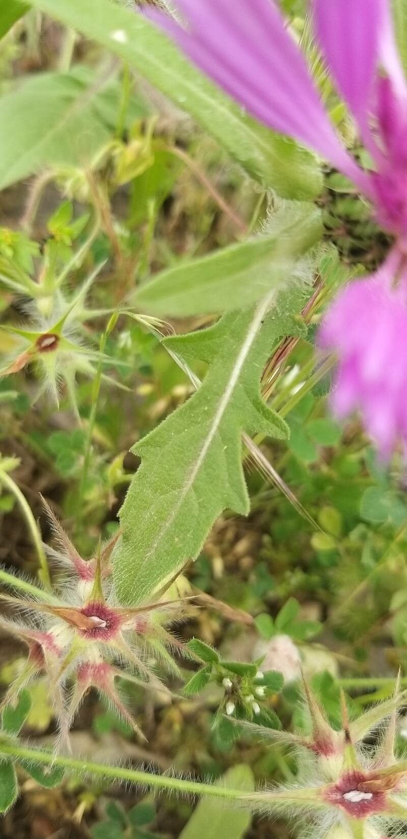 Centaurea pullata — search result for 'northwest Africa'