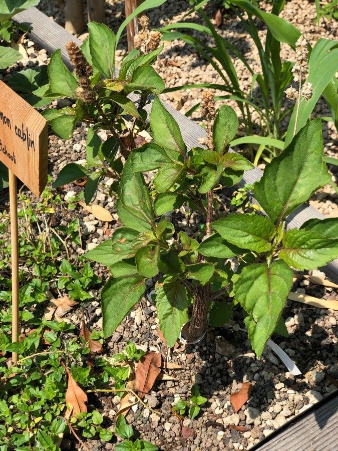 Pogostemon cablin habit