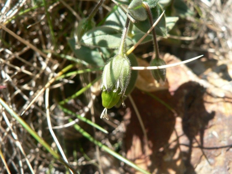 Cerastium pyrenaicum fruit