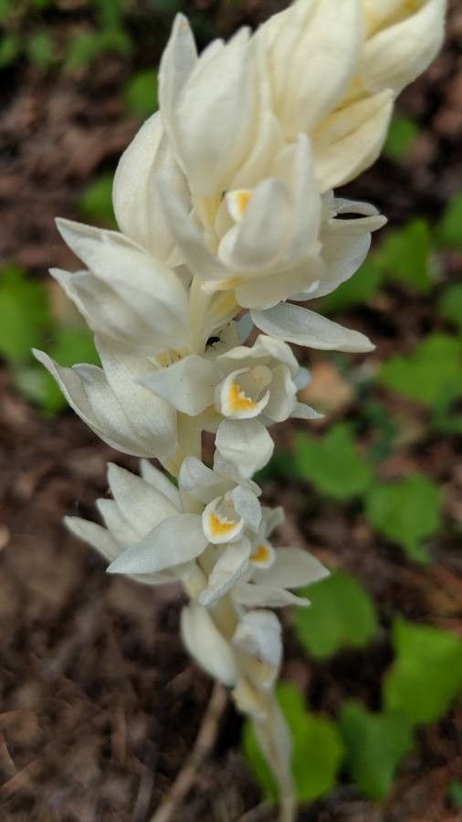 Cephalanthera austiniae — related species from the same genus