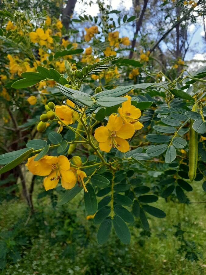 Senna multiglandulosa flower
