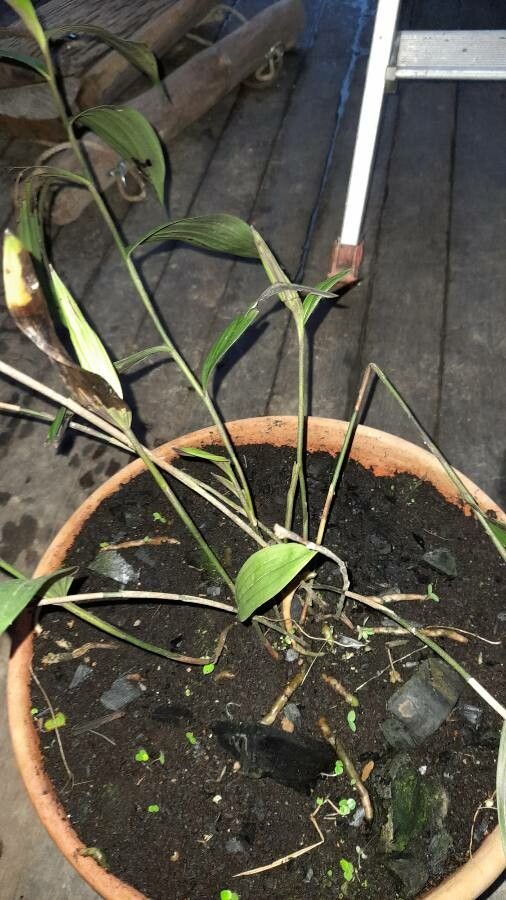 Sobralia macrantha habit